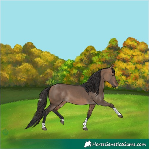 Horse Color:Bay Dun Tobiano Rabicano 