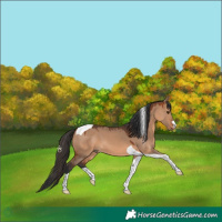 Horse Color:Bay Dun Tobiano