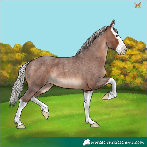 Horse Color:Silver Brown Roan Splash