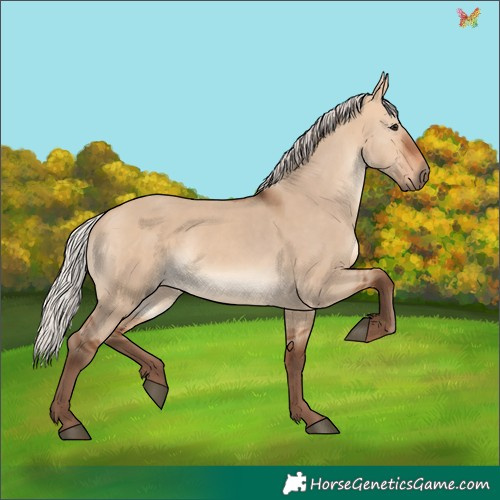 Horse Color:Silver Bay Dun