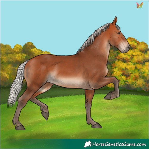 Horse Color:Silver Bay 