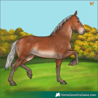 Horse Color:Silver Bay 