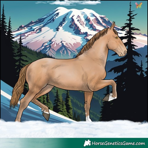 Horse Color:Bay Pearl