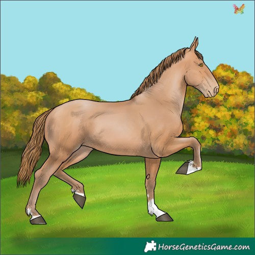 Horse Color:Bay Pearl 