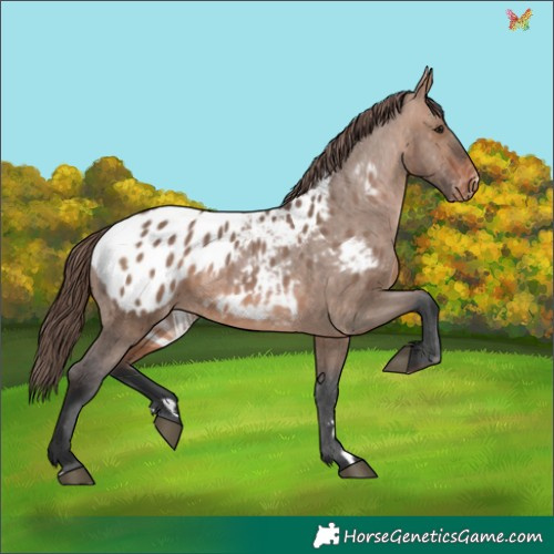 Horse Color:Brown Dun Appaloosa
