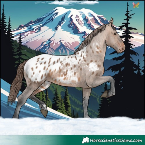 Horse Color:Brown Dun Blanket 