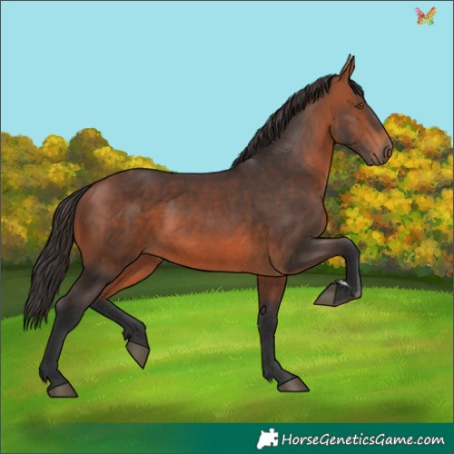Horse Color:Bay 
