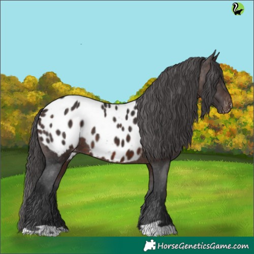 Horse Color:Brown Appaloosa 