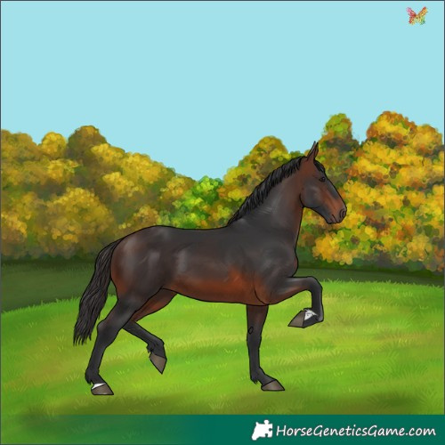 Horse Color:Brown 