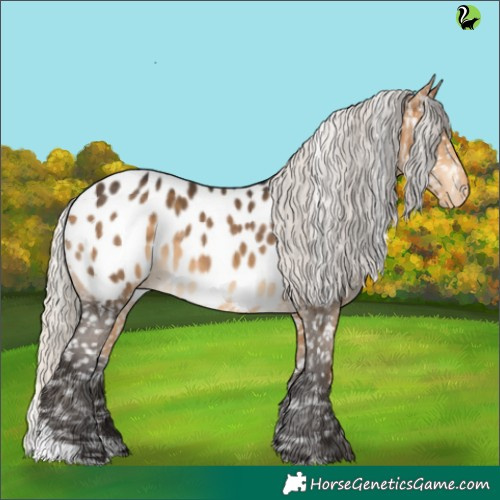 Horse Color:Silver Buckskin Appaloosa 