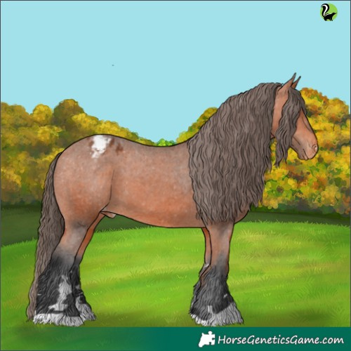 Horse Color:Bay Appaloosa 