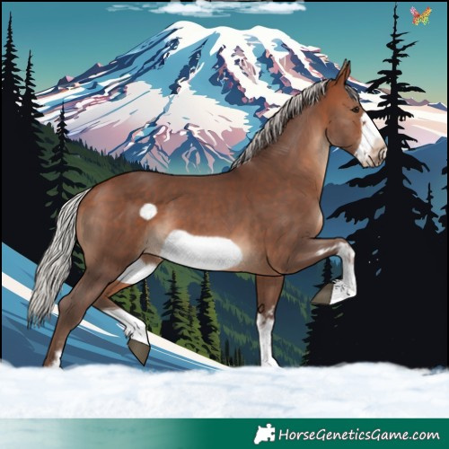 Horse Color:Silver Bay Sabino Frame