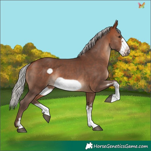Horse Color:Silver Bay Sabino Frame
