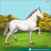 Horse Color:Buckskin Roan Pearl Appaloosa 