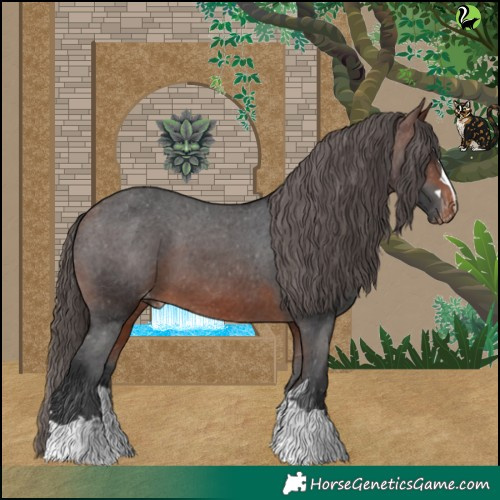 Horse Color:Brown Appaloosa 