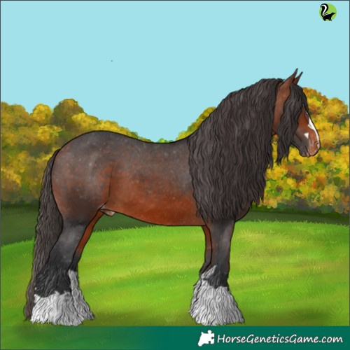 Horse Color:Brown Appaloosa 