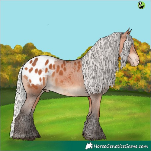 Horse Color:Silver Bay Appaloosa 