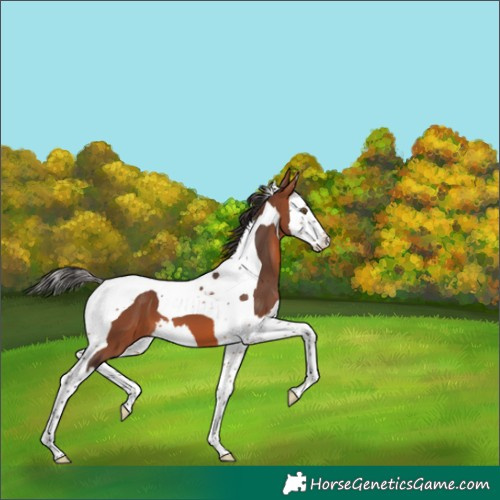 Horse Color:Bay Splash Tobiano 