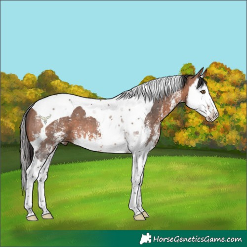Horse Color:Bay Sabino Splash Tobiano 