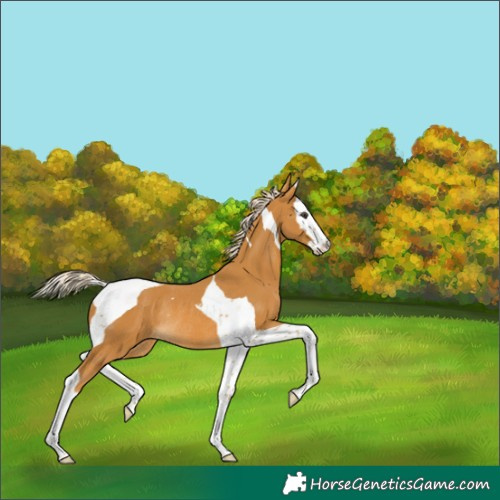 Horse Color:Palomino Splash Tobiano Rabicano 
