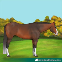 Horse Color:Bay Splash 