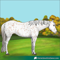 Horse Color:Bay Appaloosa 