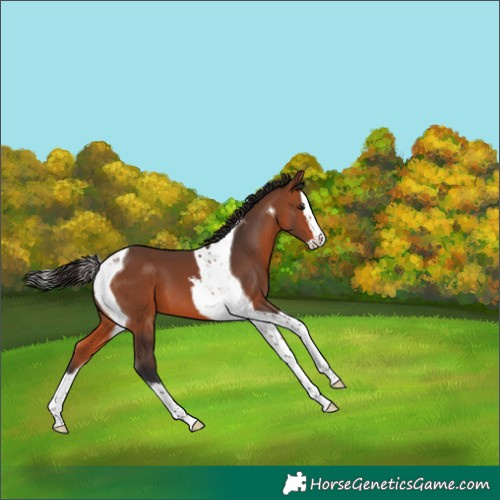 Horse Color:Bay Splash Tobiano 