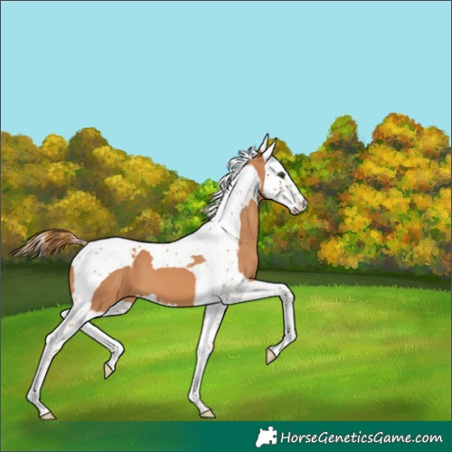 Horse Color:Chestnut Splash Tobiano 