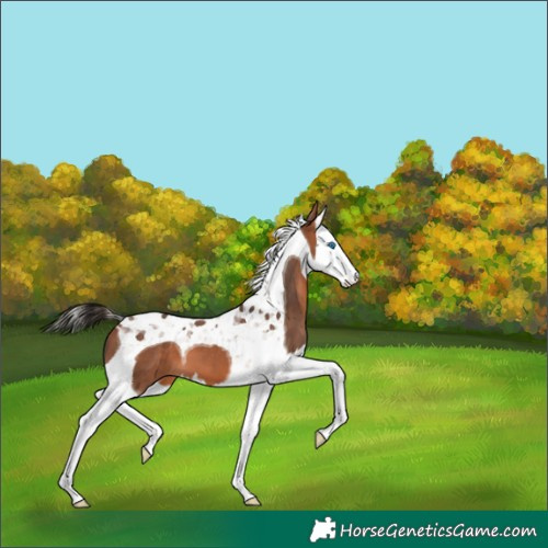 Horse Color:Bay Splash Tobiano 