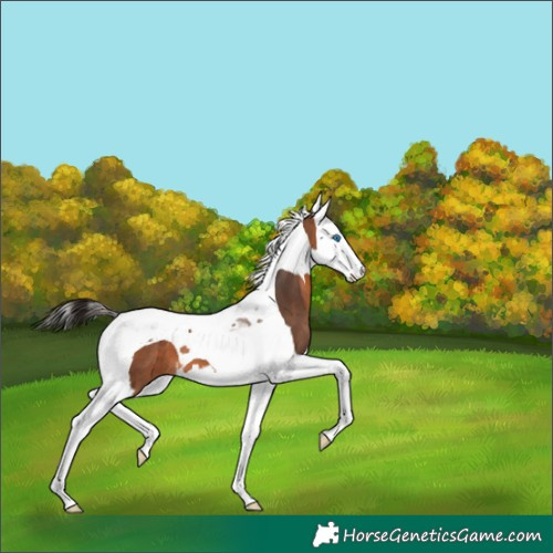 Horse Color:Bay Splash Tobiano 