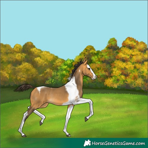 Horse Color:Buckskin Splash Tobiano Rabicano 