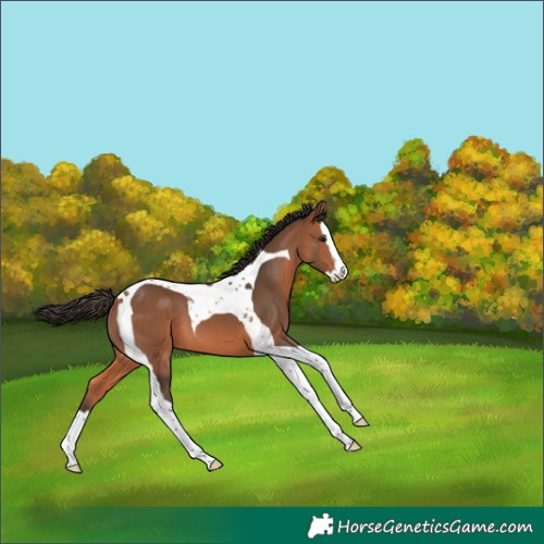 Horse Color:Bay Splash Tobiano 