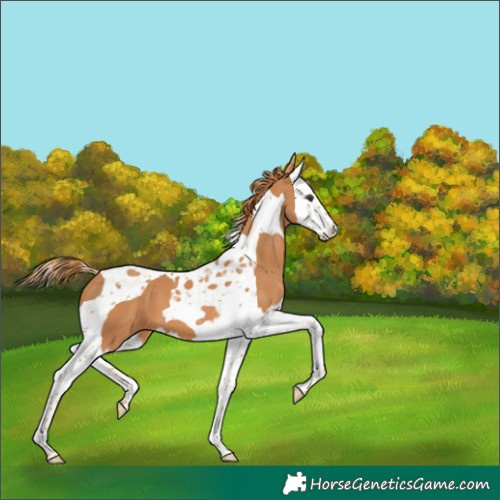 Horse Color:Chestnut Splash Tobiano 