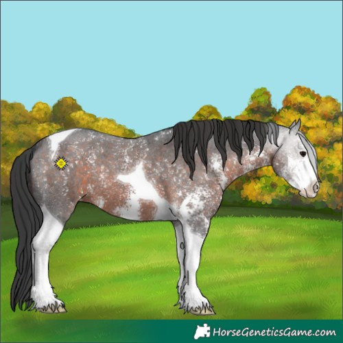 Horse Color:Brown Sabino Tobiano Varnish 