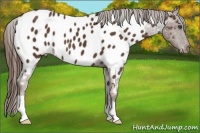 Horse Color:Liver Chestnut Near Leopard 