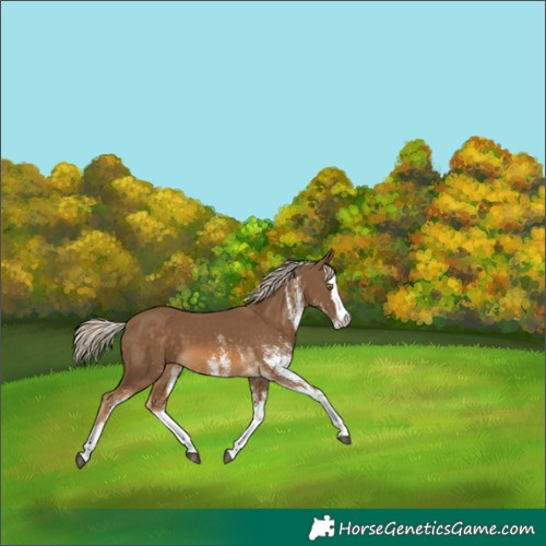 Horse Color:White Spotted Chocolate Palomino Splash 