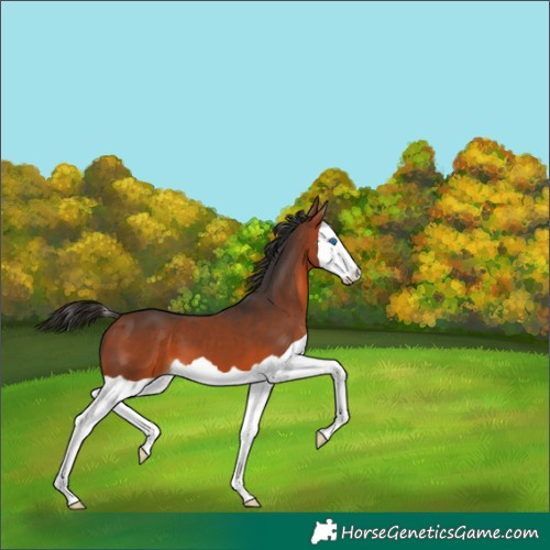 Horse Color:Bay Splash 