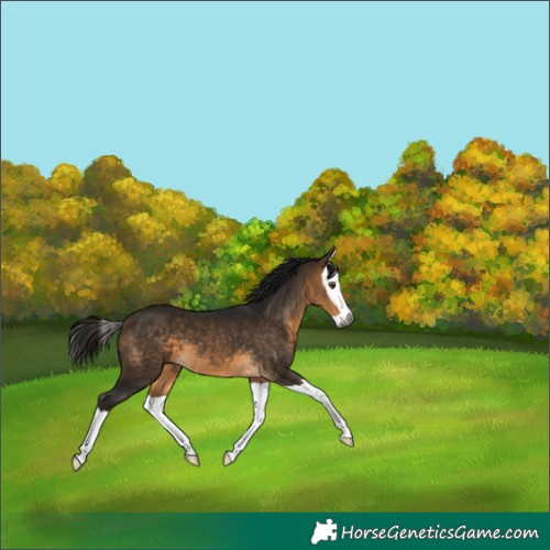 Horse Color:Gray Buckskin Splash 