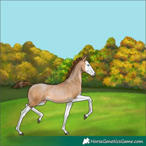 Horse Color:Gray Buckskin Pearl Splash 