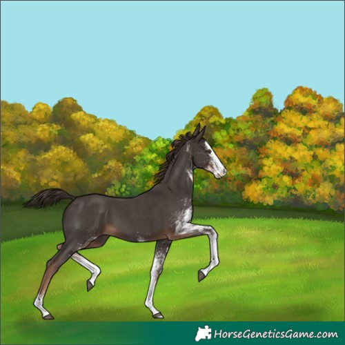 Horse Color:White Spotted Liver Chestnut Splash 