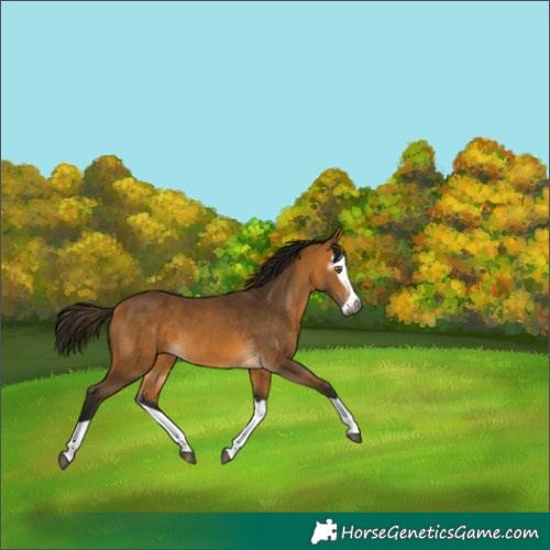 Horse Color:Gray Buckskin Splash 