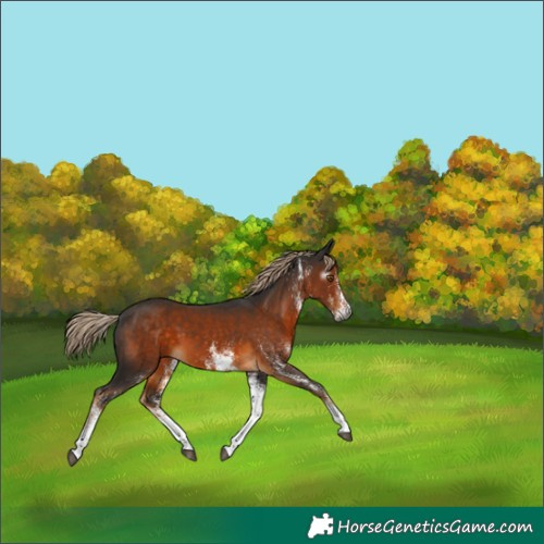 Horse Color:Gray White Spotted Chocolate Palomino 