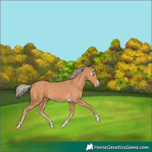 Horse Color:Gray Cremello 
