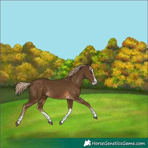 Horse Color:Chocolate Palomino Splash 
