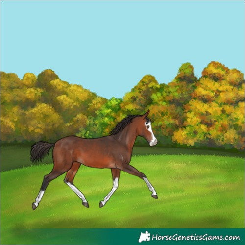 Horse Color:Bay Splash 