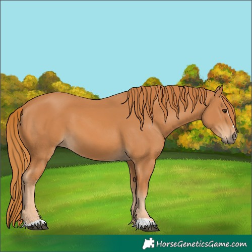 Horse Color:Chestnut 