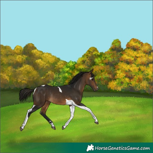 Horse Color:Gray Buckskin Tobiano Rabicano 