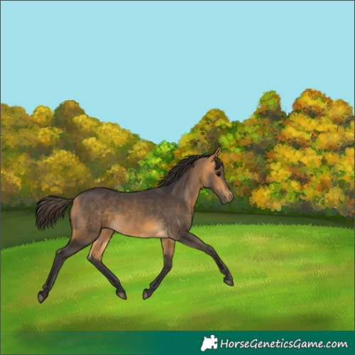 Horse Color:White Spotted Buckskin Rabicano 