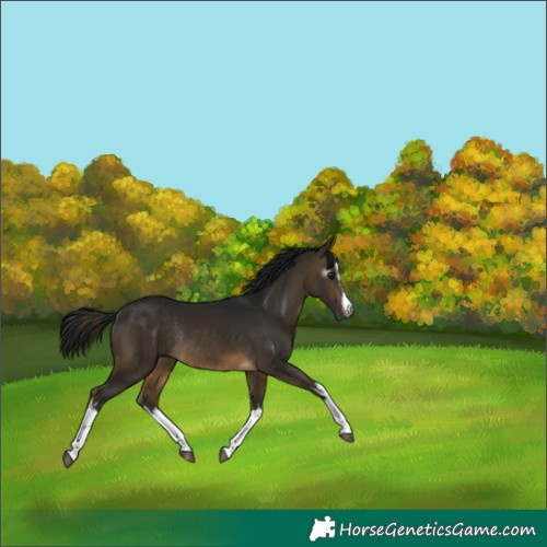 Horse Color:Gray White Spotted Buckskin Rabicano 