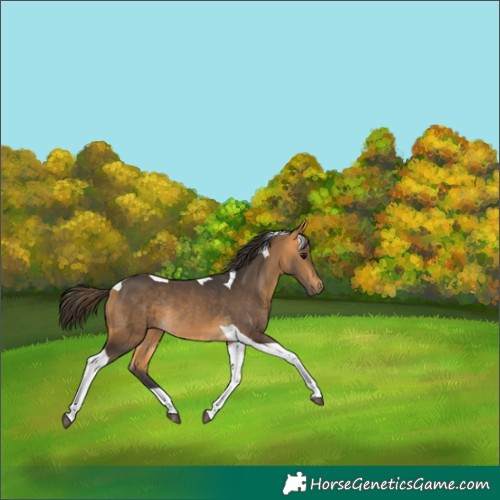 Horse Color:Buckskin Tobiano Rabicano 